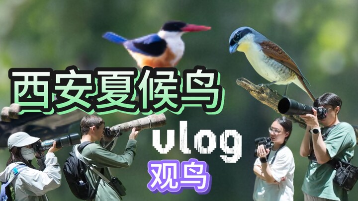 In June, this is the place birdwatchers in Xi’an absolutely must visit!? — Birdwatching at Youlian V