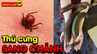 7 Thú Cưng CỰC KHỦNG Cực Nguy Hiểm và Đáng Sợ Bậc Nhất Khiến Triệu Người Mê Mẩn | KÍNH LÚP TV