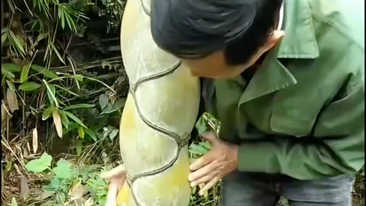 นี่คือไม้ไผ่พวกคุณรู้จักกันหมดไหม?