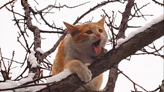 The Real Record of Animals' Unlucky Behavior