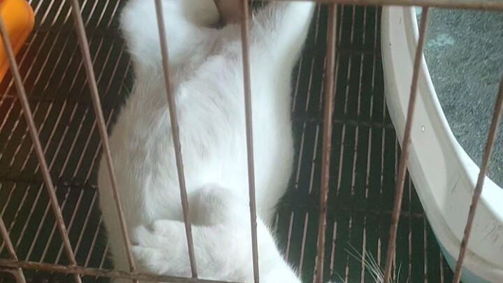 nugget penat dan tido