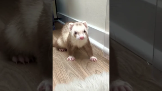ปริศนาห้องหลบหนี 🧩🧐 Ferret อัจฉริยะ IQ อบเชย