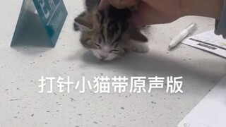 Anak kucing: Oh, kucing, aku kesakitan sekali!
