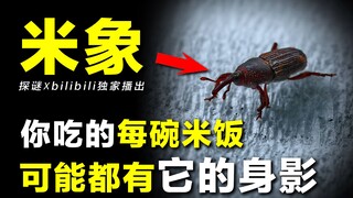 Những con sâu đen trong gạo, những con ruồi trên bề mặt trái cây, tất cả chúng từ đâu mà ra vậy? 【Gi