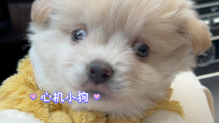 Inner Monologue of a Clueless Puppy