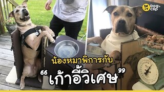 น้องหมาพิการ กับ "เก้าอี้วิเศษ" | Dog's Clip