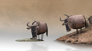 How did the argumentative person become extinct? A satirical animated short!