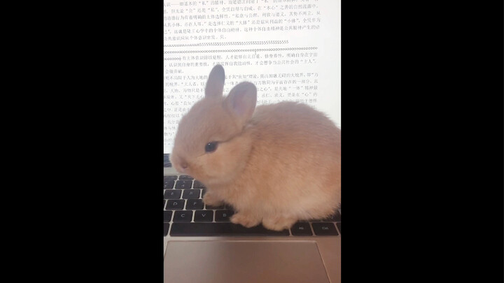 Dịch vụ viết luận văn thuê cho Thỏ Nhỏ