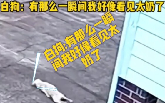 الكلب الأبيض: لثانيةٍ واحدة، خيّل لي أنني رأيت الجدة الكبرى✨