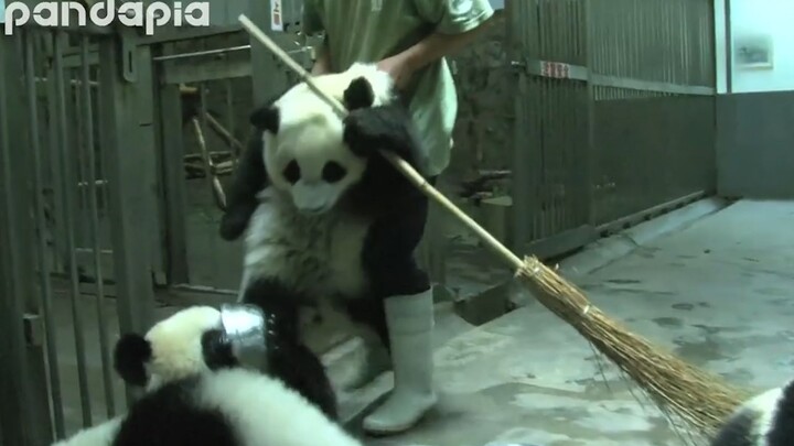 [Animals]Funny daily interactions between pandas and their keepers
