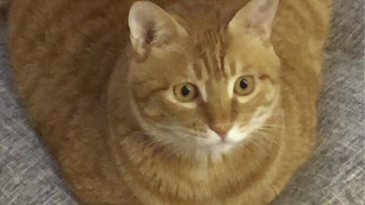 Saya akui ini kucing paling, paling, paling menggemaskan yang pernah saya pelihara