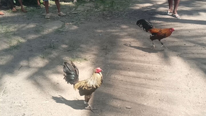 Hirang (Win) Taragpuan