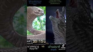 💗🐍ปะทะ❤️🐉 ใครชนะ✌️😃