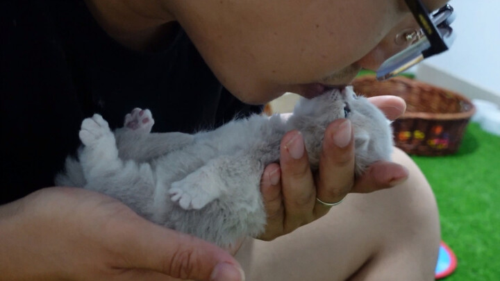 This cat is so scheming! Men are allowed to kiss them casually, but women are not allowed to touch t