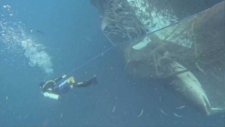 انهار العالم، وإنقاذ 5 حيتان قرش الحوت بأغلى الأثمان!