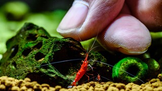 Episode berikutnya dari Suhua membuka akuarium