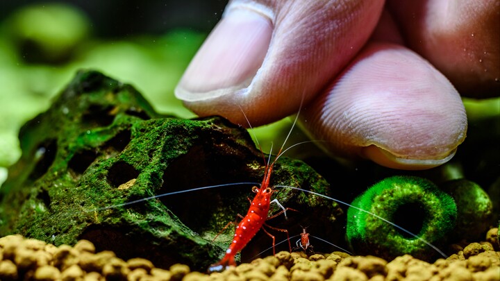 Su Xia Opens the Tank - Part 2