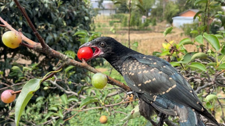 Azalea: Pohon ini benar-benar aneh, setiap hari selalu muncul buah baru
