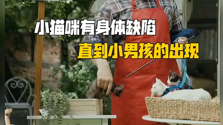 【Chữa lành】“Những chú mèo khiếm khuyết không được yêu thích, cho đến khi gặp được chủ nhân mới!”