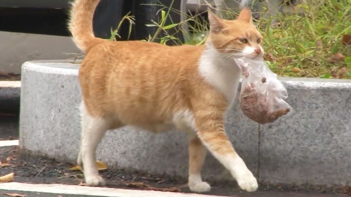 猫咪每天叼着塑料袋送食物，含辛茹苦养育孩子，袋子里满满的母爱