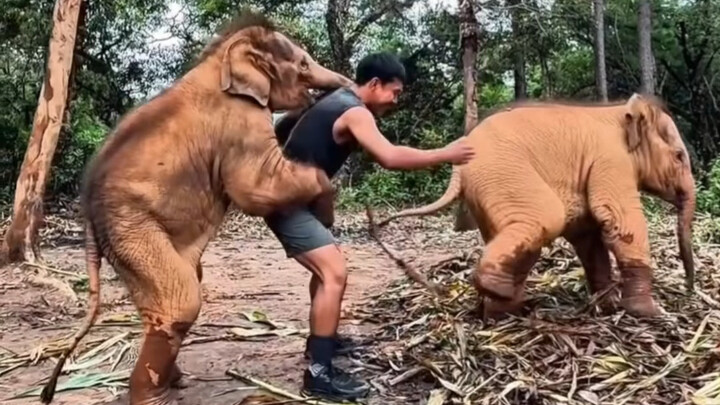 These two little cuties are seriously hilarious—flanking their human from both sides and giving them