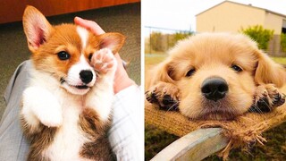 These Cute Puppies Will Brighten Your Day 🐶 | Cute Puppies