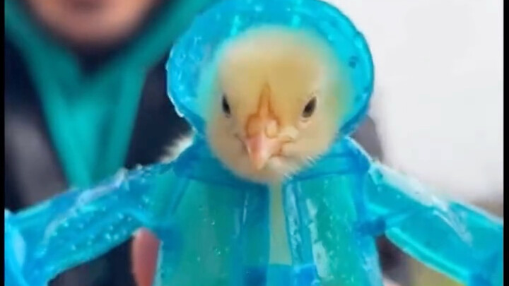 Just in case you’ve never seen chicks wearing raincoats—in all sorts of styles!