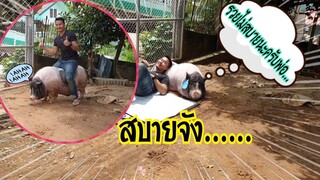 🐖น้องรวยขี่หลังได้แล้วจ้า...ตัวเท่าช้างน้อยแล้ว555🐘🐖🐖🐖😆🤣