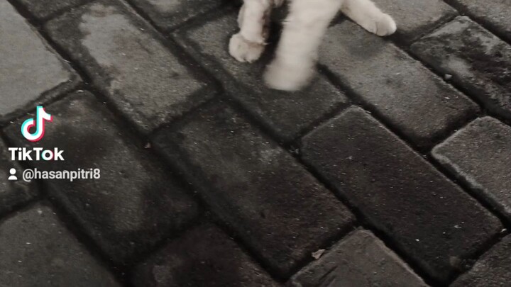 si oren#pecinta kucing🐱