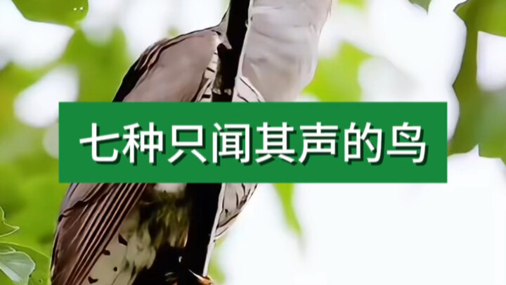 只闻其声，不见其鸟的七种鸟，你听过几种？都是童年的回忆