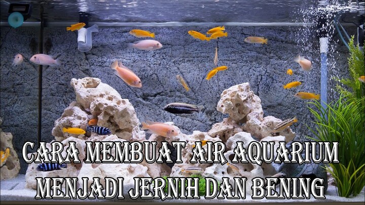 Cara Membuat Air Aquarium Menjadi Jernih Dan Bening