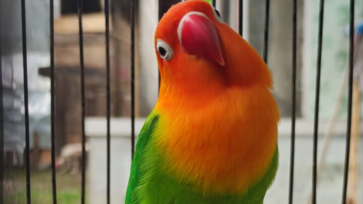 love bird betina yg sedang kesepian☺️