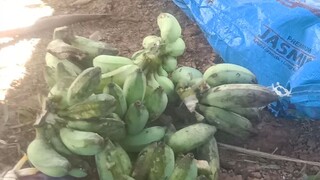 buhay bundok