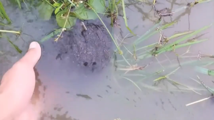 Why Is My Big Softshell Turtle So Different?