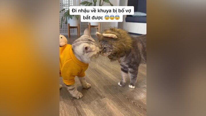 Đi nhậu về khuya bị bố vợ bắt được, quả này tiêu thật rùi Ice ơiii!!! 😭😭😭 ice Tea mèo meo meow cats catsotiktok catlover xuhuong