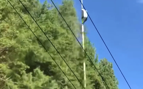 Helicopter trims trees, cow