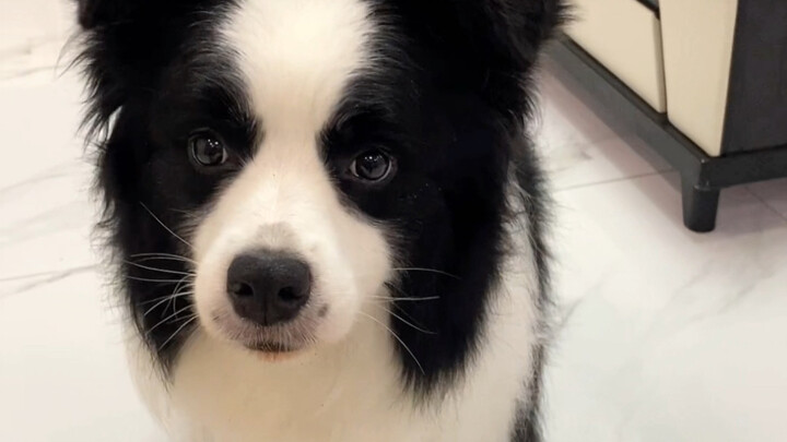 هذه النظرة البريئة والصافية… أين يوجد كلب يحمل طعامه عائدًا به إلى الوعاء؟!