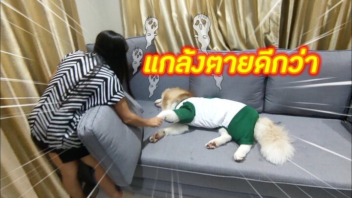 ทำอะไรผิด? ถึงขั้นต้องแกล้งตาย (มารยาเกินหมาไปแล้ว) น่าเอ็นดู๊ว 🤣🤣🤣
