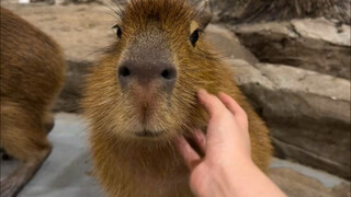 告诉我，我不是最后一个知道这家动物园的！