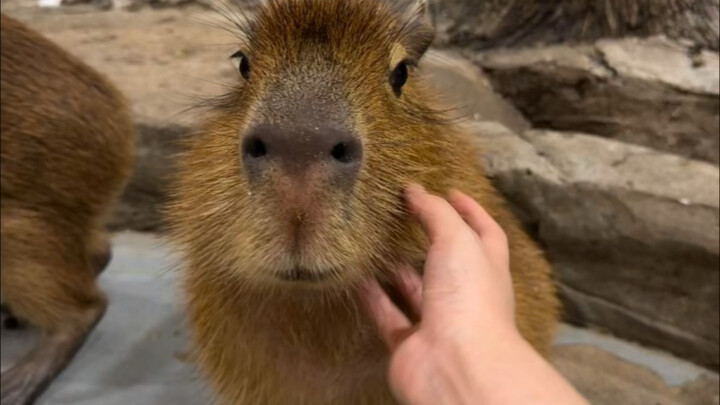 Tell me, I'm not the last one to find out about this zoo!