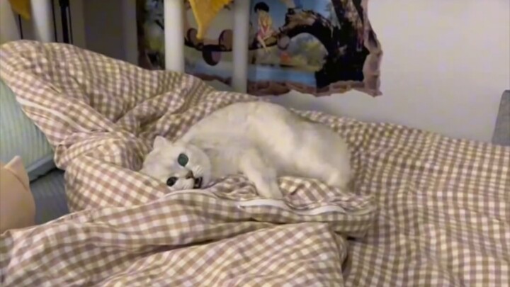 I didn’t realize you were so lively all along, Old Finn!