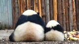 Yuan Run dan He Hua~ Panda besar dan kecil~