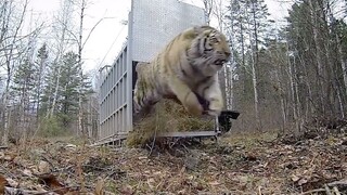 A Tiger Getting Back to the Wild