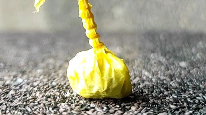 EXPERIMENTS Explosion small firecracker GARLIC