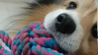 [Sheltie] Orang pelit yang suka bertingkah genit