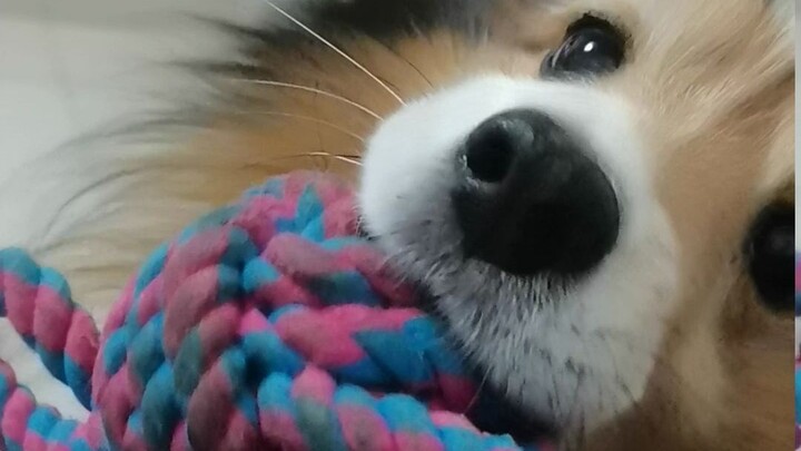 [Sheltie] Orang pelit yang suka bertingkah genit
