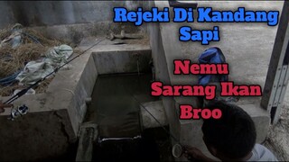 Ini Baru REJEKI Broo.. Nemu Sarang Ikan Nilem di Kandang Sapi