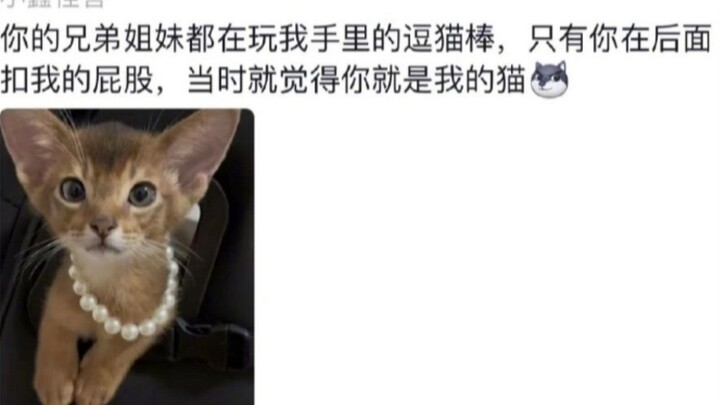 再说说你是怎么在一堆猫中选中我的