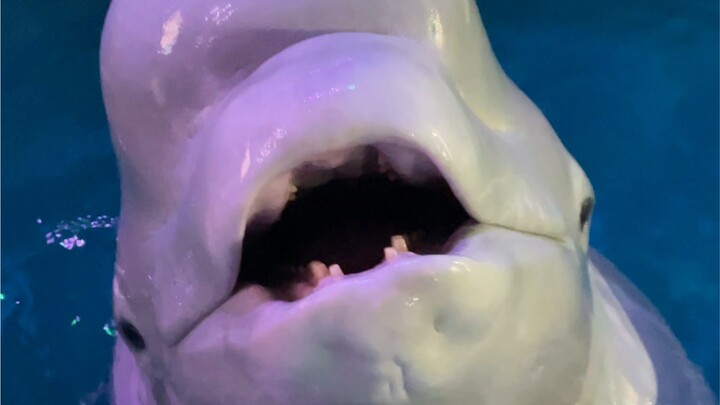 Xiao Hei mulai ngemil kuaci!