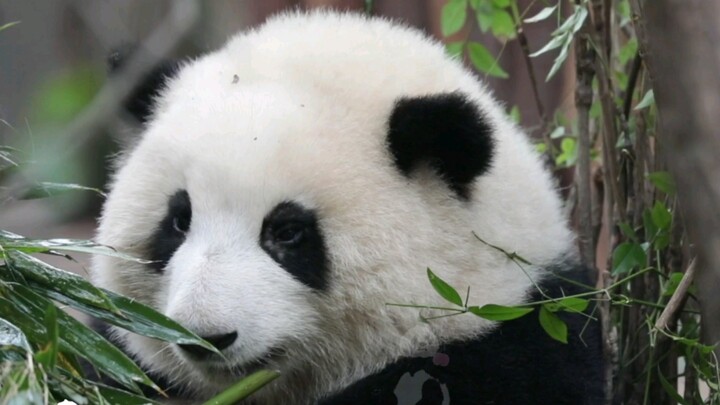 [Pandas] Panda He Hua: I Tried My Best To Eat Them...